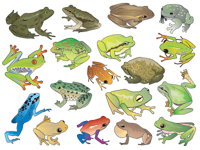 Frog species by Lucy Reading-Ikkanda on Dribbble