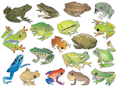 Frog species frog species vector