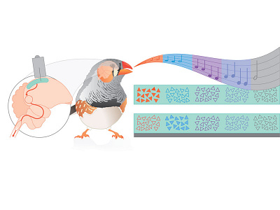 The love song of finches bird song infographic medical new york university