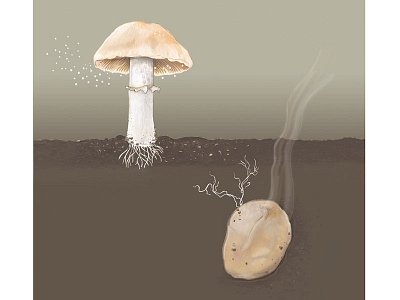Mushroom & truffle illustration photoshop spores