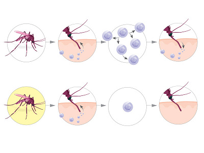 Immunize the mosquitoes 1 dengue immunize mosquito science vaccine virus