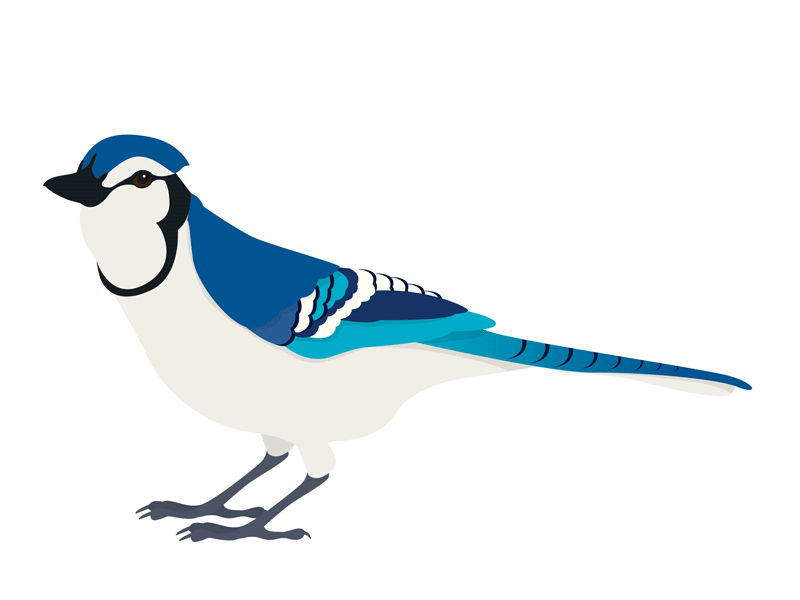 Blue Jay animation bird blue bob gif jay jerk movement