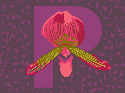 Purple Lady Slipper illustration