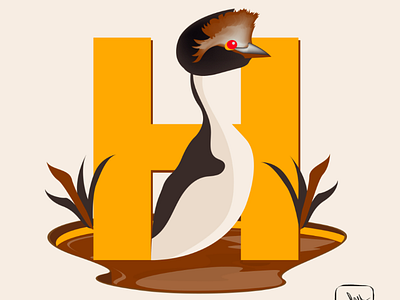 Hooded Grebe illustration