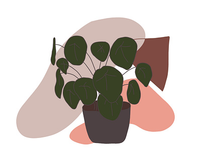 Pilea colors illustration interior pilea plant simple