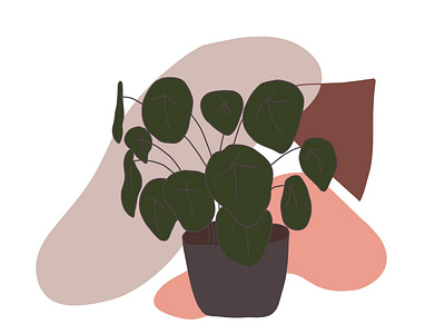 Pilea