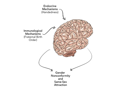 Making of a Gay Brain illustration science and technology science illustration