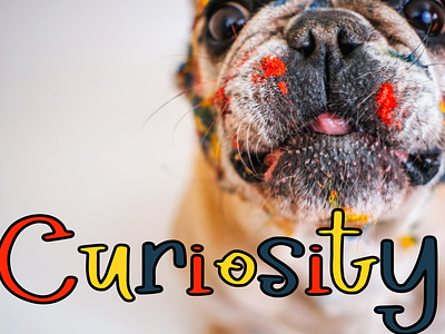 Curiousity Pug curiosity cute design font photo simple