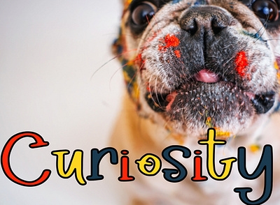 Curiousity Pug curiosity cute design font photo simple