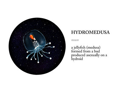 Jelly drawing hydromedusa illustration jellyfish procreate