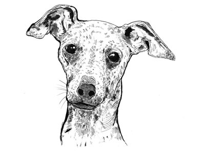 Italian Greyhound dog italian greyhound