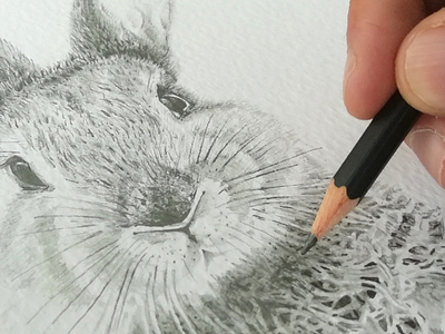 Rabbit - Pencil Sketch