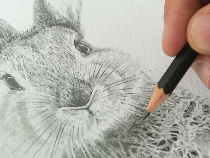 Cute Bunny Rabbit Pencil Sketch Illustration Tshirt Print with Cute Bunny  Stock Illustration  Illustration of funny hare 72596126