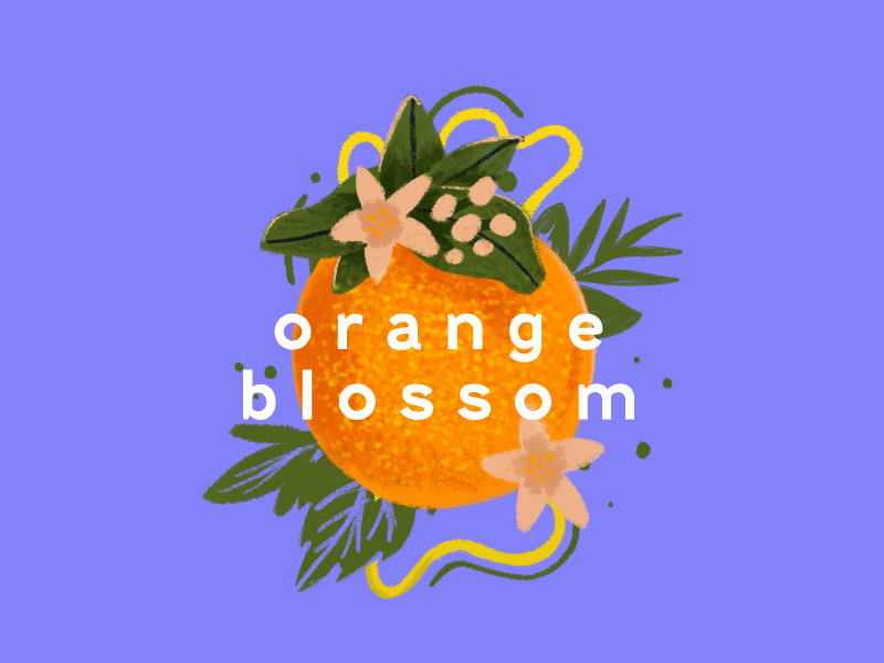 Orange Blossom Illustration design orange blossom orange illustration