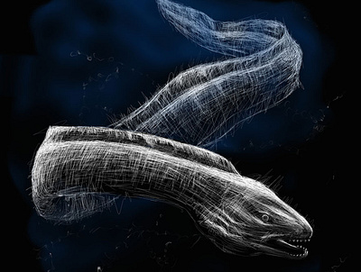 Moray Eel | Black Ocean Collection black eel illustration moray ocean sketch