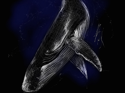 Whale | Black Ocean Collection black illustration ocean sketch whale