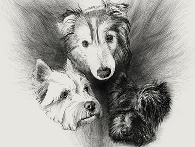 Fur baby commission corel painter digitalart dogs drawing huion illustration portraits sketch