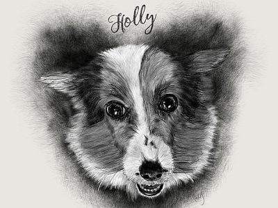 Pet Portrait - Holly corgi dog drawing illustration petportrait