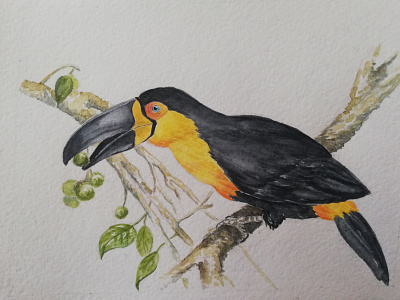 Toucan bird illustration nature toucan watercolor