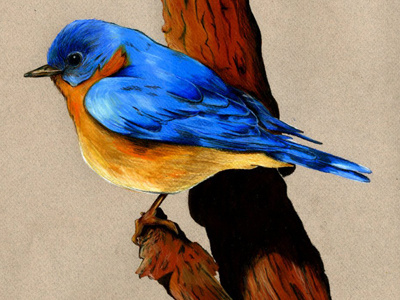 Blue Bird Illustration colored pencils fine arts illustration rendering