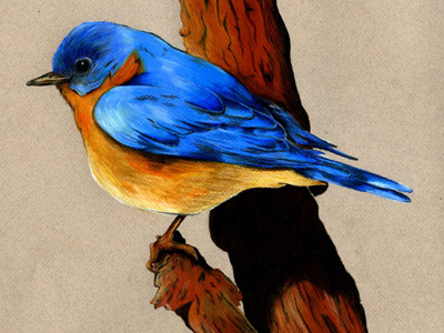 Blue Bird Illustration