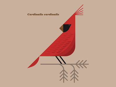 Cardinalis cardinalis bird branch cardinal feathers illustration nature north carolina ohio state bird tree