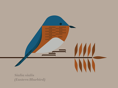 Eastern Bluebird bird bluebird branch illustration leaf missouri nature tree usa walnut wildlife