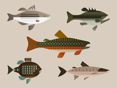 Fish together fins fish gills illustration lake nature north american scales water