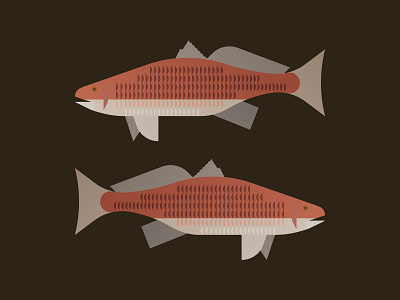 Red Drum fins fish fishing illustration lines red drum scales texas usa