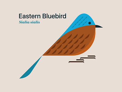Eastern bluebird bird bluebird editorial graphic illustration missouri nature typographic vector