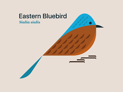 Eastern bluebird