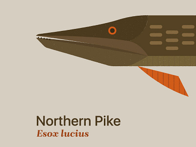 Northern Pike editorial fish fishing illustration midwest nature north dakota pike typography