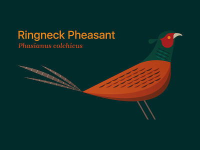 Pheasant bird editorial game bird illustration midwest pheasant south dakota state bird typography wing