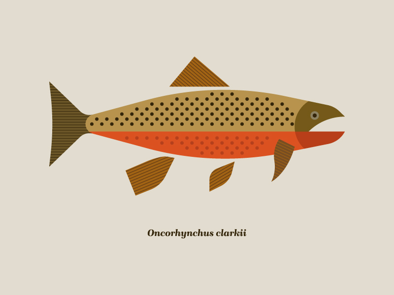 Cutthroat Trout By Ethan Fender On Dribbble   3151330a5a80f28b89c4bf57515aefe1 