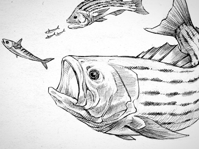 Bass Sketch 2 bass drawing fish sketch