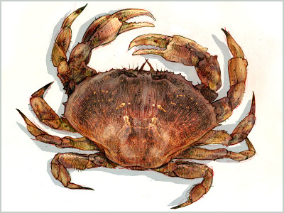 Dungeness Illustration crab almanac drawing illustration seafood sketch