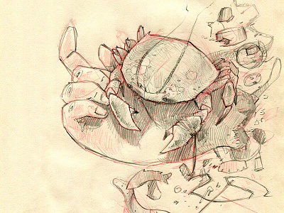 Shore Crab crab illustration sealife sketch wip