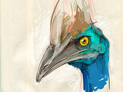 Cassowary bird birds illustration sketch wip