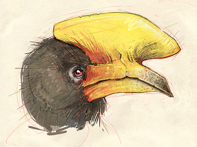 Hornbill bird birds illustration sketch wip