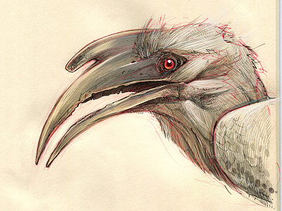 Indian Gray Hornbill bird birds illustration sketch wip