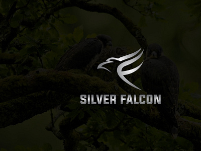 Silver Falcon animal environment