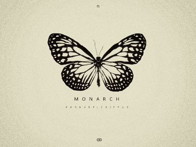 Monarch branding design illustration logo logodesign typography