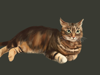 Shiva cat drawing feline fur illustration pet pet portrait procreate