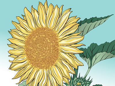 Sunflower illustration illustrator sunflowers