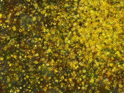 Sunflower Scheme art brown canvas circles generative green html5 yellow