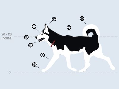 Siberian Husky diagram fireworks info graphic personal vector