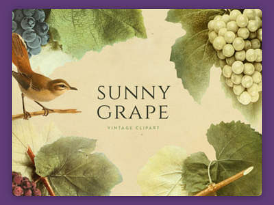 Sunny Grape Vintage Clipart clipart design download free freebie grape vintage