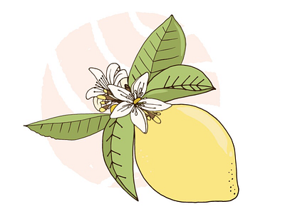 Lemon adobe sketch creative market illustration illustrator lemon summer vector