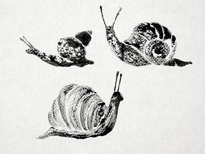 Snails bw illustration ink inktober monochrome monotype print snail