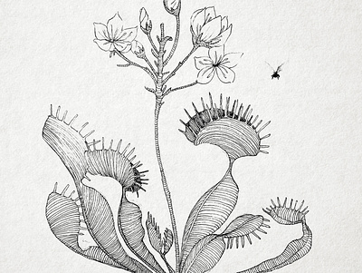 Sweet trap botanical bw floral illustration ink inktober line art monochrome paper pen rapidograph traditional art
